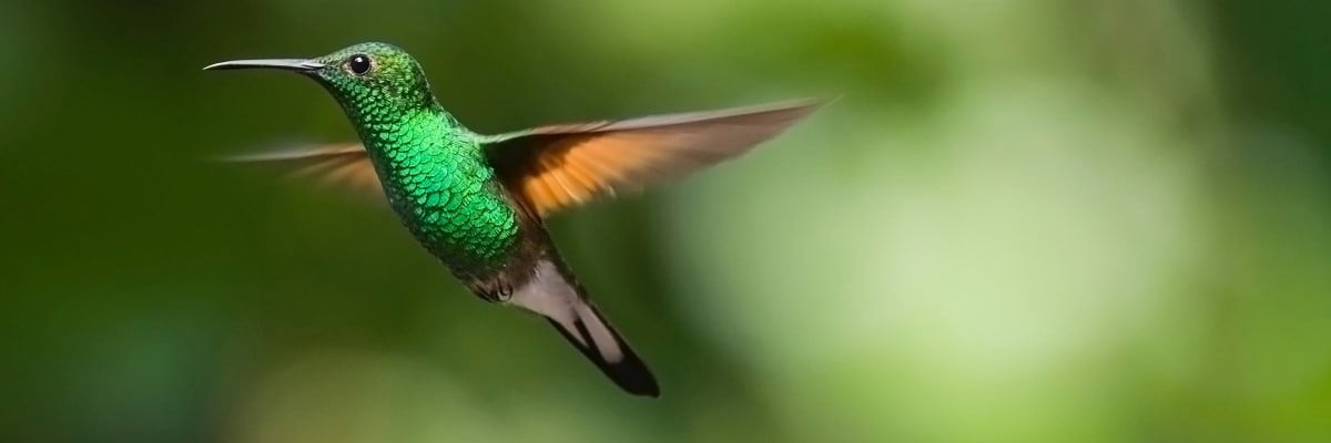 Green hummingbird